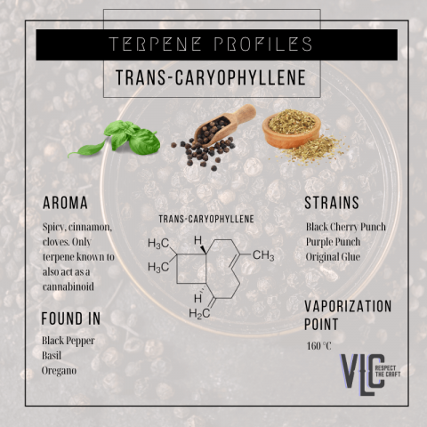 Trans - Caryophyllene - Vigr Life Cannabis
